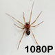 Spider Struggles to Escape Sink - VideoHive Item for Sale