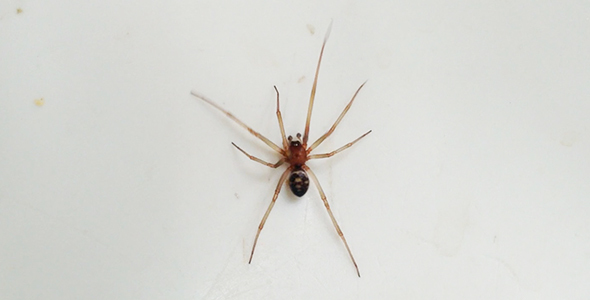Spider Struggles to Escape Sink