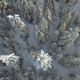 Top of Trees Covered by Snow - VideoHive Item for Sale