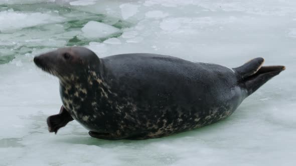 Earless True Seal or Phocid Rolls Over on Wet Ice
