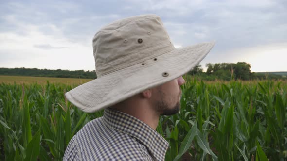 Male Farmer Standing in Corn Field and Looking on His Large Plantation