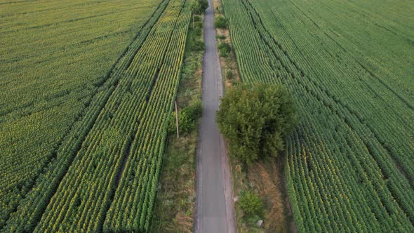 Drone Video of Sunflower Field