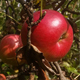 Red Apple On Tree - VideoHive Item for Sale