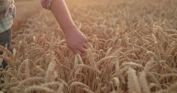 Farmer Snatches a Spit of Ripe Wheat and Checks Grains Among the Field at Sunset