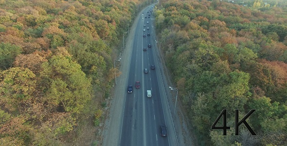The Road Through The Forest alt