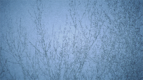 Snowflakes Falling in Front of a Tree