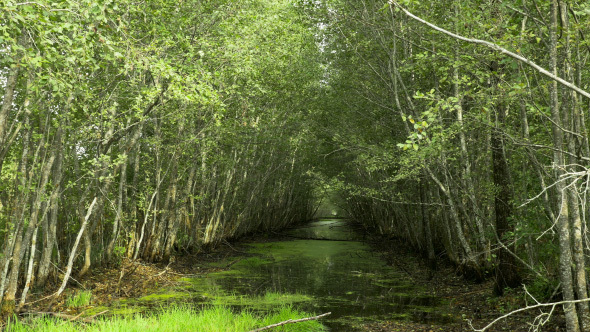 Swamp River in the National Reserve