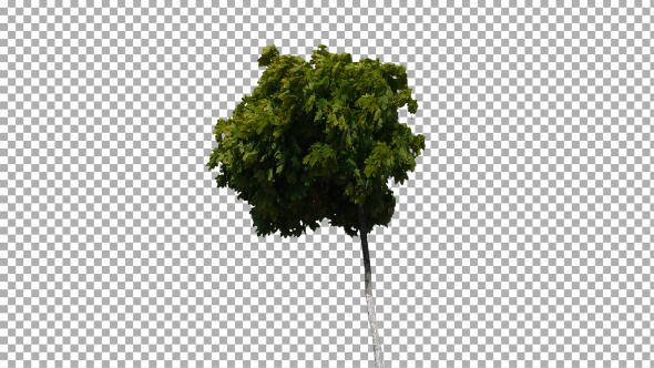 Real Tree Isolated on the Wind 23