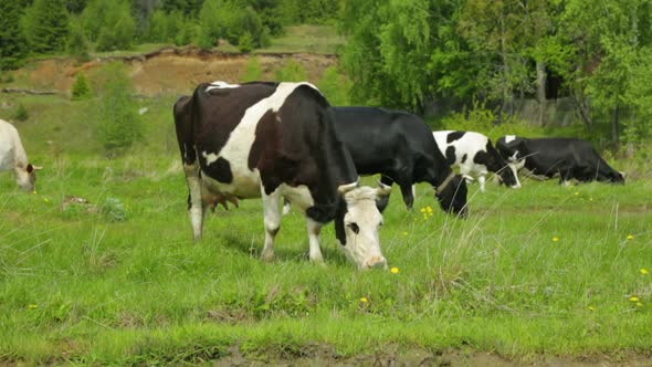 Herd of cows grazing on meadow