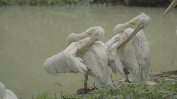 Pelican on the Lake. Close-up