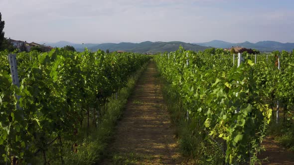 Flight Over The Vineyard Italy Drone Aerial