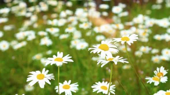 Flower Field in Sunny Day