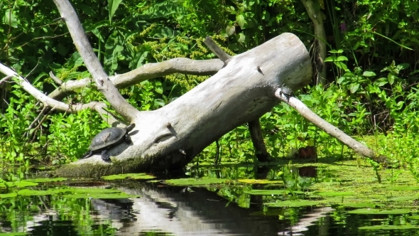 Two Turtles Sitting On a Log In The River