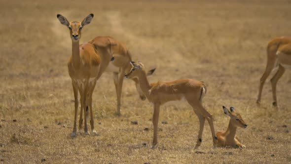 Impala with calves in Masai Mara