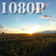Wheat Field Sunset - VideoHive Item for Sale
