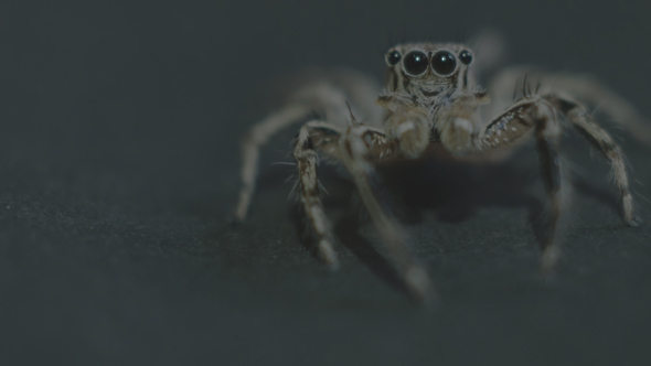 Jumping Spider