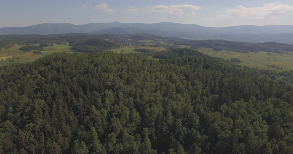 Aerial Over The Forest 4