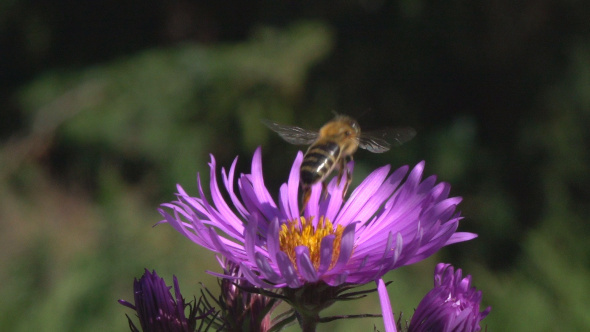 Flowers & Bees