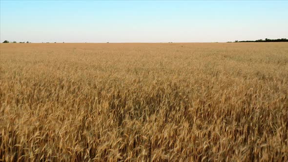 Flight Over a Wheat Field