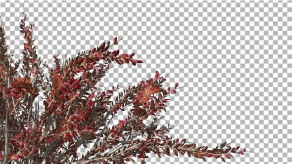 Crape Myrtle Crown Bush Crown Red Leaves Swaying alt