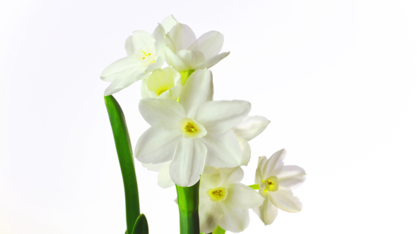 White Narcissus Blossoms