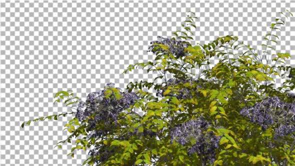 Japanese Angelica Swaying Tree With Blue alt
