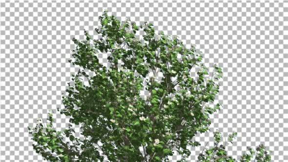 Korean Stewartia Swaying Tree is Swaying alt
