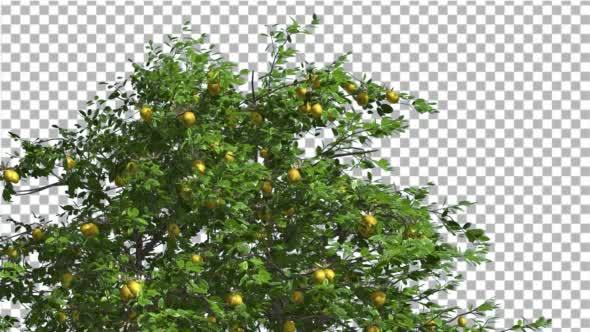 Lemon Tree Swaying Tree is Swaying at The Wind