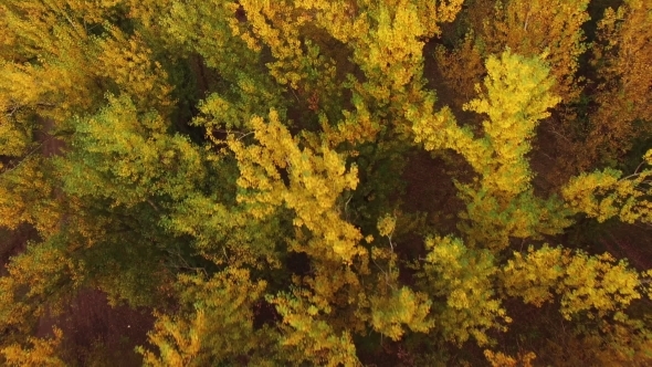 Flying Above Autumn Forest