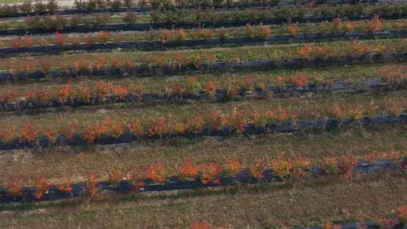 Passing By Rows of Blueberry Bushes in the Fall. Blueberry Farm. Autumn Shades of Berries, Red