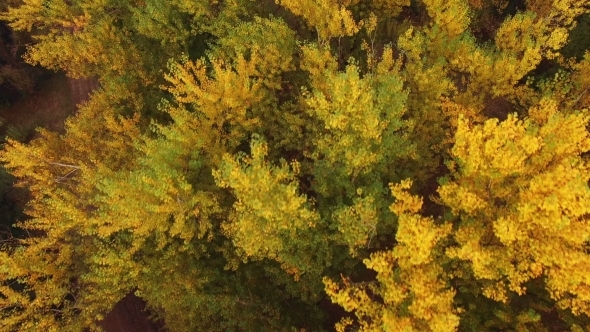 Flying Above Autumn Forest