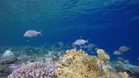 Coral Garden Orange Blue Fish