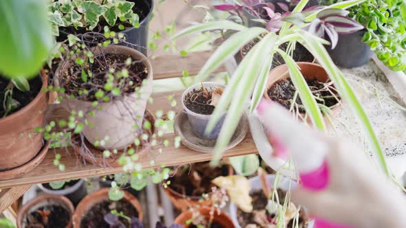 Lady Sprayed Plants Indoors