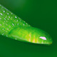 water drop from leaf - VideoHive Item for Sale