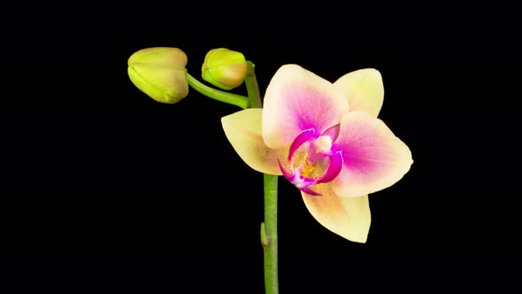 Blooming Yellow - Pink Orchid Phalaenopsis Flower