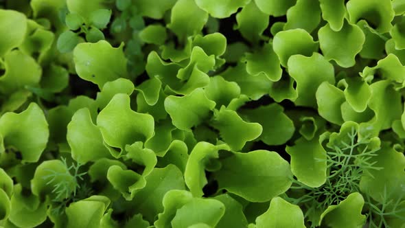 Green lettuce leaves growing on garden bed