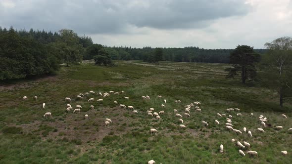 Sheep grazing at national park the Veluwe in the Netherlands, Aerial