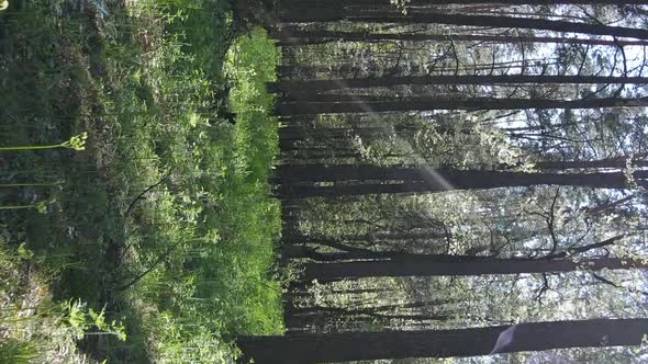 Vertical Video of Green Forest During the Day