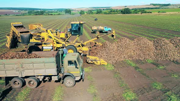 Crops Field with the Harvest Getting Displaced Between Vehicles