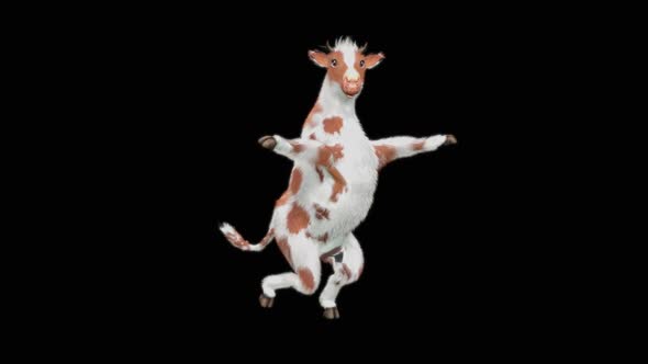 Cow Dance HD