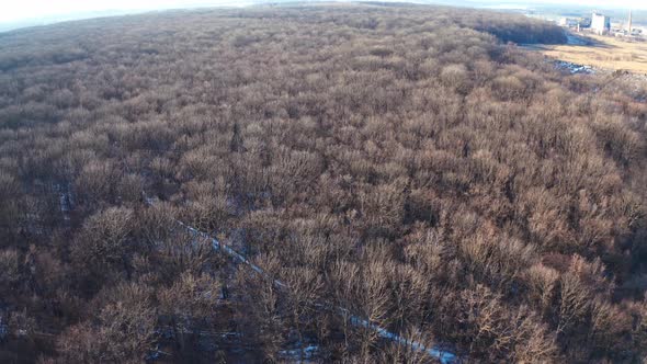 Winter forest from above. Aerial view of the winter forest from above