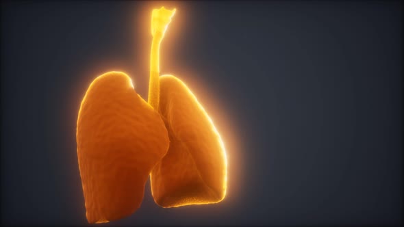 3d Animation of Human Lungs alt
