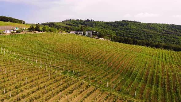 Aerial Drone View Over Vineyards Towards Agricultural Fields During Sunset