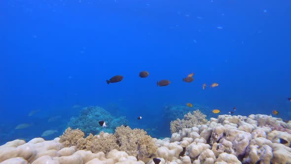 Reef Underwater Marine Scene