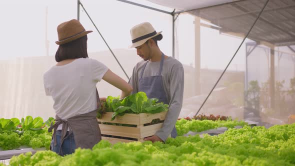 Asian male and woman farmer owner working in vegetables hydroponic greenhouse farm with happiness.