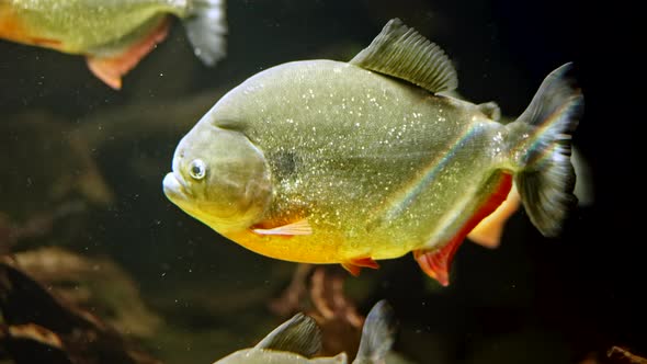 Predatory Hungry Freshwater Red Bellied Piranha Fish Swimming in River Water in South America Jungle