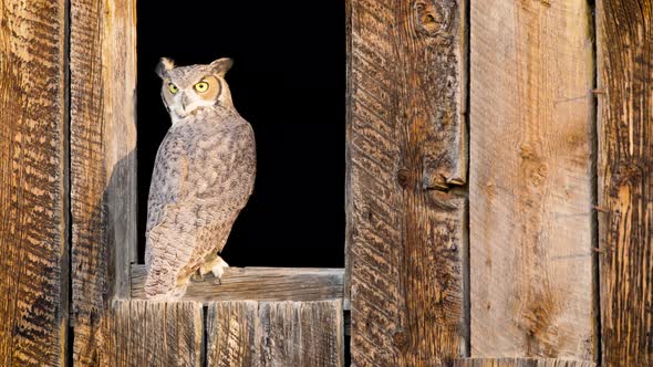 Beautiful Great Horned Owl