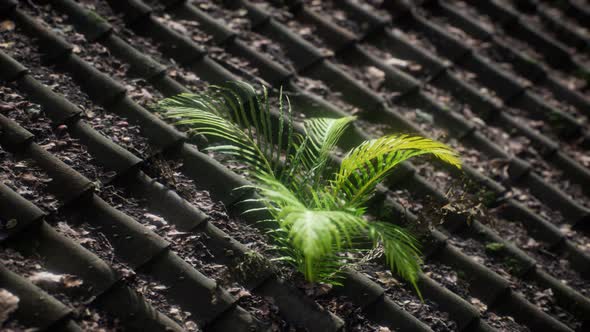 Moss Fern Old Roof