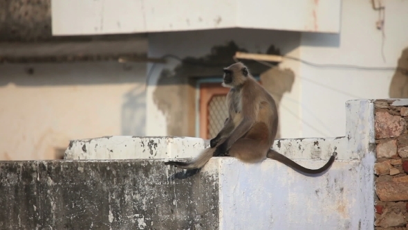 Gray Langur Sitting On The Roof
