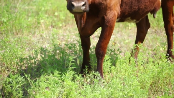 Cows Grazing On a Sunny Day